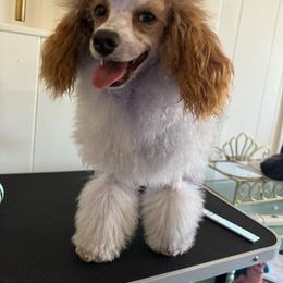 Peaches - Poodle