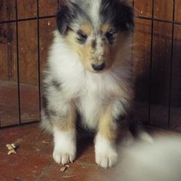 Domino - Blue merle and white male Collie puppy in New Mexico from Red Canyon