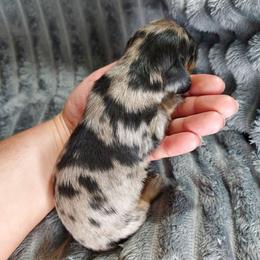NINJA - Dapple male Dachshund puppy in Swink, Oklahoma from Palali Farm