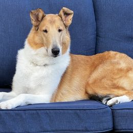 Addison - Collie