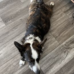 Cardigan Welsh Corgis from Beug's Beautiful Babies