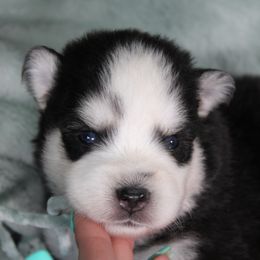 Jet - Black and white male Pomsky puppy in Albany, Indiana from Hatz Off Puppies