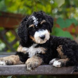 Everest - Tri-color male Bernedoodle puppy in Spokane, Washington from Lilac City Doodles