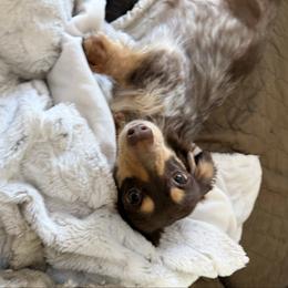 Sprinkles - Dachshund