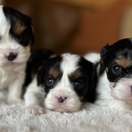 Cavalier King Charles Spaniels from Michelle Wesner