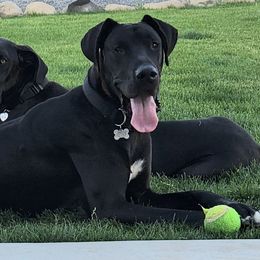 Great Danes from MDD