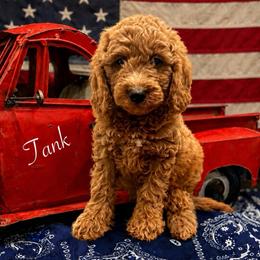 Tank - Red  male Goldendoodle puppy in Crockett, Texas from Kingdom Kennels