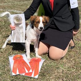 Nederlandse Kooikerhondje Puppies from Blazing Kooikerhondjes
