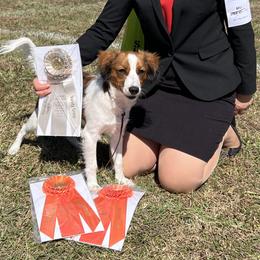 Nederlandse Kooikerhondje Puppies from Blazing Kooikerhondjes