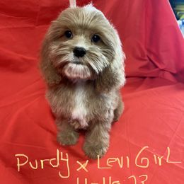Cockapoo, Cocker Spaniel, and Poodle Puppies from Camic Cockapoos