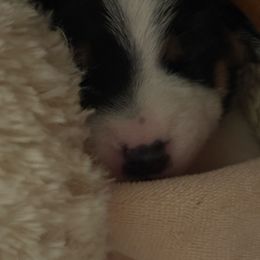Woman To Blame - Tri-color female Jack Russell Terrier puppy in Englewood, Florida from Manasota Key Jack Russells