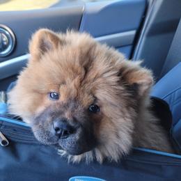 "14 weeks red female" Chow Chow Puppies from Kew Chows