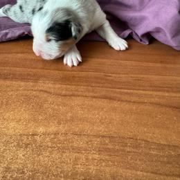 Boy 3 - Blue merle male Australian Shepherd puppy in Rosamond, California from Fly by Nite Australian Shepherds