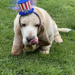 Basset Hounds from Basset Bottom Bassets