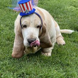 Basset Hounds from Basset Bottom Bassets