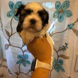 Snickers - Tricolor male Shih Tzu puppy in Fresno, California from Jas’ ClassnSass