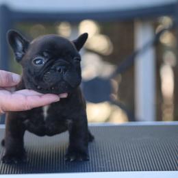 Sherman - Brindle male French Bulldog puppy in Pueblo, Colorado from Double B Bulldogs