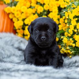 Girl 5 - Labrador Retriever puppy from Raley Retrievers