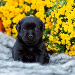 Girl 5 - Labrador Retriever puppy from Raley Retrievers