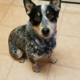 Beaux - Australian Cattle Dog