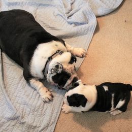 Bulldog Puppies from Sanford and Son Bulldogs