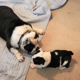 Bulldog Puppies from Sanford and Son Bulldogs