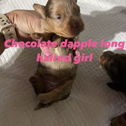 Akc Lily - Dapple female Dachshund puppy in Whitesboro, Texas from Joanie's Tickled Pink Puppies