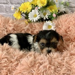 Biewer Terrier and Havanese All Grown Up from Country Sweet Havanese and Bee Happy Biewers
