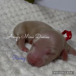 Rocky (Red) - Cream male Dachshund puppy in Jena, Louisiana from Amy’s Mini Doxies