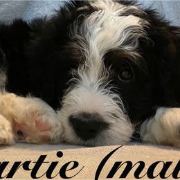 Bernedoodle Puppies from Willow’s Bernedoodle Angels