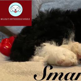Bernedoodle Puppies from Willow’s Bernedoodle Angels