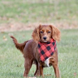 Brinley - Cavapoo