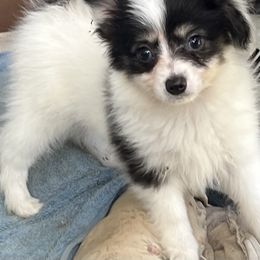 Boy 3 - White black and tan Papillon puppy in Meggett, South Carolina from Double D farm featuring Nova papillons