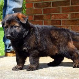 German Shepherds from Freedom Shepherds