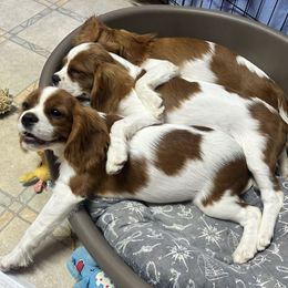 Cavalier King Charles Spaniel Puppies from Hungarian Cavaliers of Nashville