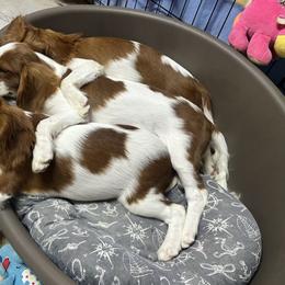 Cavalier King Charles Spaniel Puppies from Hungarian Cavaliers of Nashville
