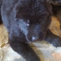 German Shepherd Puppies from Von Stephan Max Shepherds