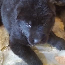 German Shepherd Puppies from Von Stephan Max Shepherds