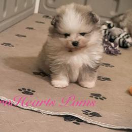 MOFU - Blue merle female Pomeranian puppy in Royston, Georgia from SouthernHearts Poms