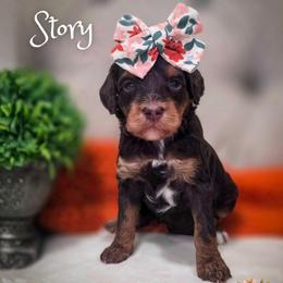 Story - Phantom female Goldendoodle puppy in Cleveland, Tennessee from Edgewater Doodles & Designer Pups