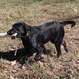 Shady - Labrador Retriever