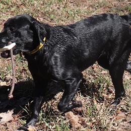 Shady - Labrador Retriever