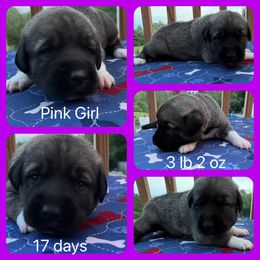 Pink girl - Gray fawn Anatolian Shepherd Dog puppy in Franklin, New Hampshire from Feather’s Glen Anatolians