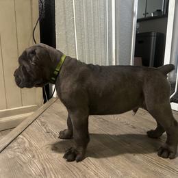 Green collar - Gray brindle male Cane Corso puppy in Fairfield, California from Royal Class Kennels