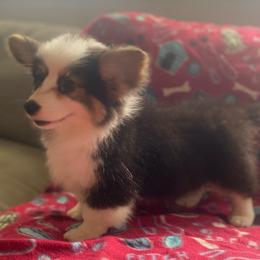 Female 2 - Black and tan female Pembroke Welsh Corgi puppy in Hueytown, Alabama from AAA Corgis