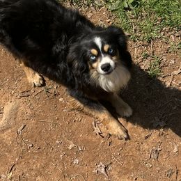 Briggs - Toy Australian Shepherd