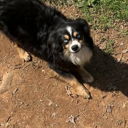 Briggs - Toy Australian Shepherd