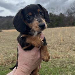 Milo - Black and tan male Dachshund puppy in Milroy, Pennsylvania from Not Your Average Weiner