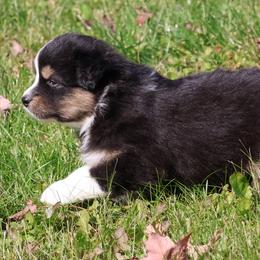 Sybil - Black tri-color female Australian Shepherd puppy in Springville, New York from RisingStar Australian Shepherds