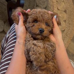 Sunny - Red male Assorted Doodle Crosses puppy in Yuba City, California from Lucky Day Doodles